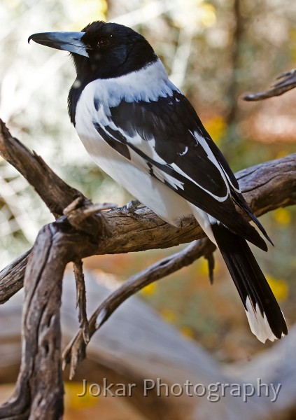 Alice Springs_20070910_131.jpg